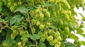 Auf der Suche nach hitzeresistenten Hopfensorten