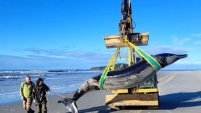 Extrem seltener Wal an Strand in Neuseeland gespült