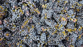 Mehr als 90 Öchsle sind selten