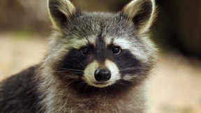 „Lassen Sie die Flinte im Schrank“