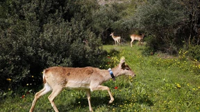 Vom Taunus in den Nahen Osten