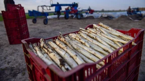 Wetter kann Laune der Spargelbauern nicht trüben