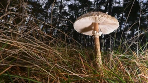 Warum der Pilz gar keine Pflanze ist