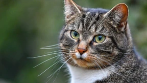 Auf einmal Zeit für Hund und Katz