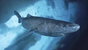 Der Wert der Uralten