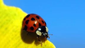 Selbstreinigende Füße