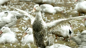 Vogelgrippe macht Franzosen zu schaffen