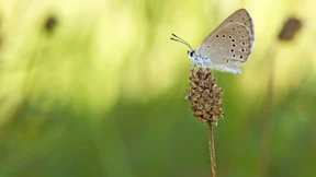 Die speziellen Wünsche des Schmetterlings