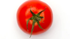Die Tomate wächst jetzt Tag und Nacht