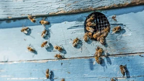 Der Honig der Phantasie