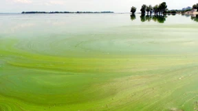 Was nichts kostet, kann nicht viel wert sein?