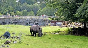 Nashorn tötet Pflegerin aus Deutschland
