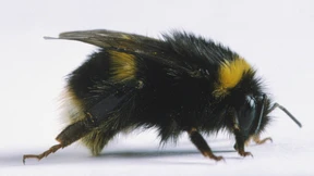 Das Ende des Hummelflugs