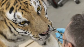 Die Kunst, einen Tiger zu präparieren