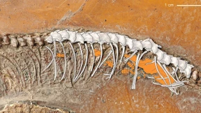 Erster fossiler Beweis für Lebendgeburt bei Schlangen