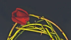 Rosen brauchen Geduld