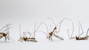 Du sollst sterben, Moskito