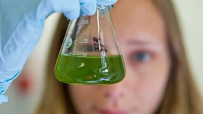 Wählerische Spiegelbilder