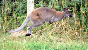 Die Reise von Skippy 2 endet unter einem Auto