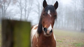 Warum Frauen Pferde lieben: Die Tier-Studien des Jahres