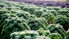 Erzeugerpreise landwirtschaftlicher Produkte steigen im Rekordtempo