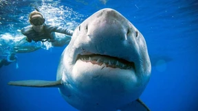 Riesiger Hai vor Hawaii