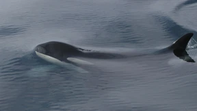 Wieso tragen Orcas „Lachs-Hüte“ auf dem Kopf?