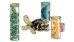 Schildkröte  mit zwei Köpfen