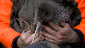 Seit fast 50 Jahren verschollen