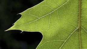 Kein Fremdenhass bei Bäumen!