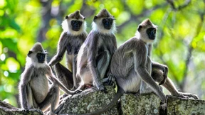 „Affenzählung“ soll Lösungen für Ernteausfälle liefern