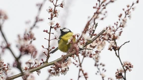 Alle Vöglein sind schon da – und werden gezählt