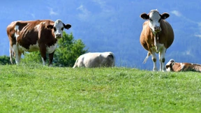 Fleischfrei essen rettet das Klima nicht