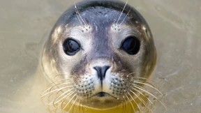 Auf hoher See bleibt man eher gesund 