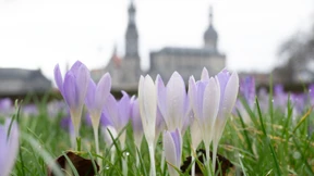 Frühlingshafte Temperaturen im Februar