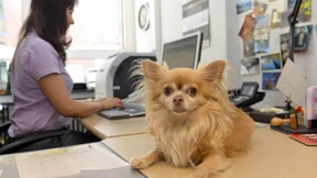 Streicheleinheiten gegen den Stress im Büro