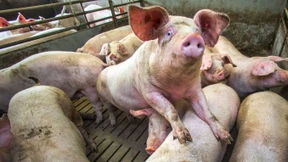 Die Tierwohlabgabe kann kommen