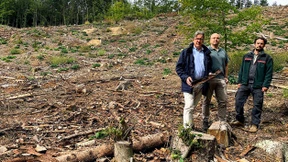 „Es geht nur noch darum, die Bäume zu retten“