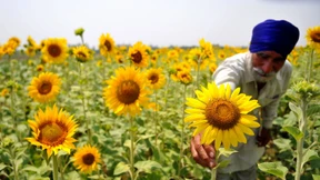 BASF will Sonnenblumen mit Gift und Resistenz schützen