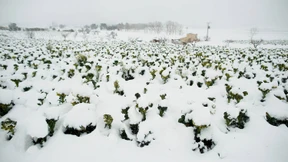 Die Lehren aus der Gemüsekrise