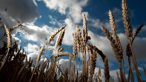 Ernteausfall in den Vereinigten Staaten treibt Weizenpreise
