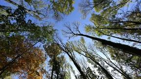 FDP-Fraktion will Rohstoffabbau in Bannwäldern erleichtern