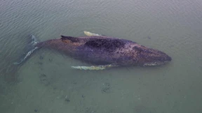 Bald wird er von seinem eigenen Gewicht erdrückt