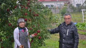 Pflaumen, Pfirsich und Reis zum Schleuderpreis