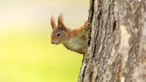 Zuletzt war dem Wir nicht zu entgehen