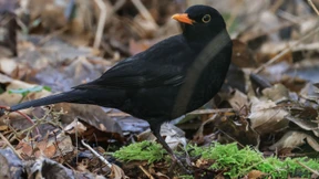 Viel weniger Spatzen, Meisen und Amseln gesichtet