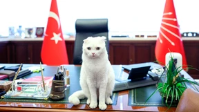 Die Türkei streitet über Haustiere