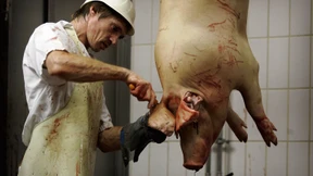 Staatsanwaltschaft ermittelt wegen Arbeitsbedingungen auf Schlachthöfen