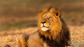 Ausgebrochener Löwe in Italien wieder gefasst