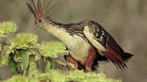 Floßfahrt eines seltsamen Vogels